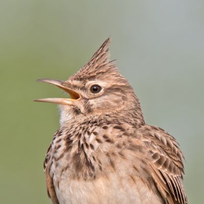 headshot of an actual lark