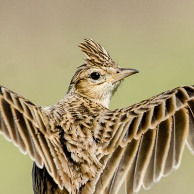 headshot of an actual lark