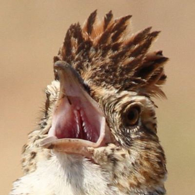 headshot of an actual lark