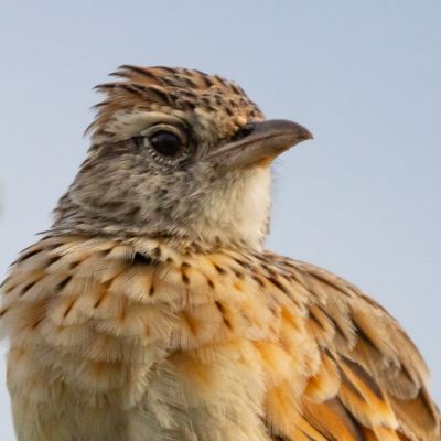 headshot of an actual lark